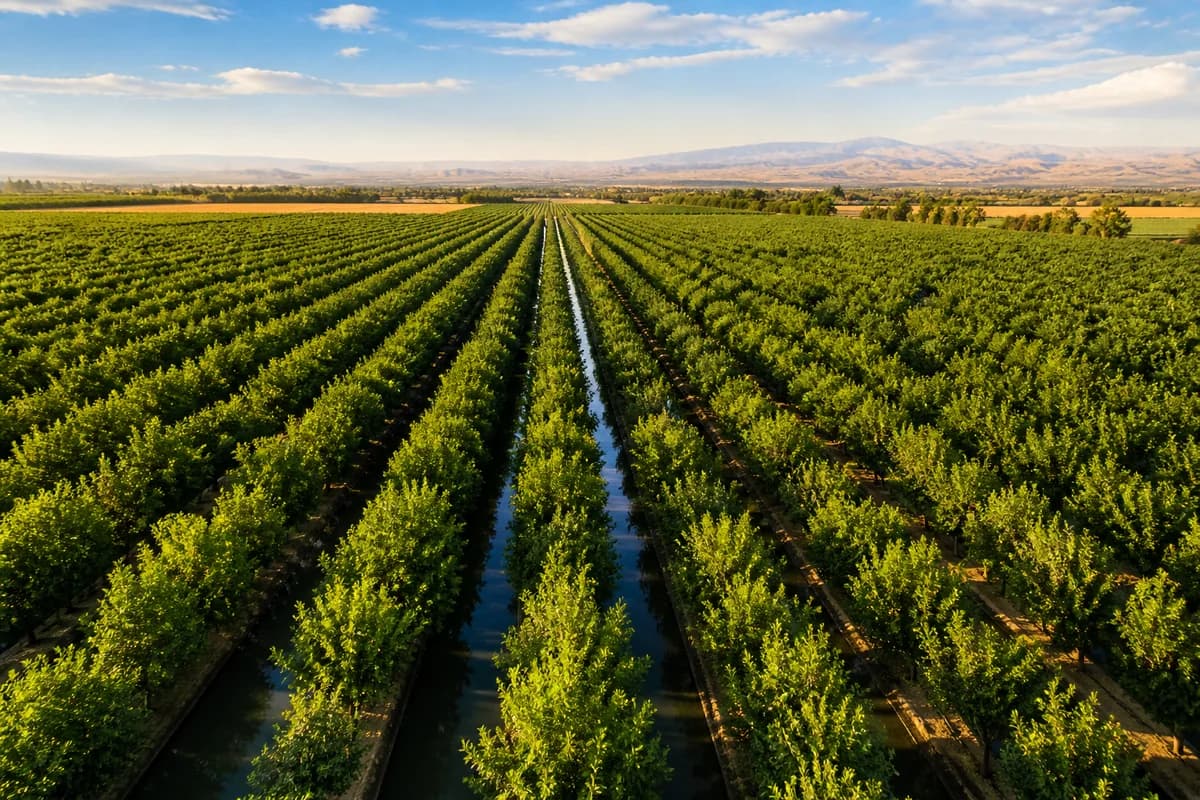 California almond farm — aerial view